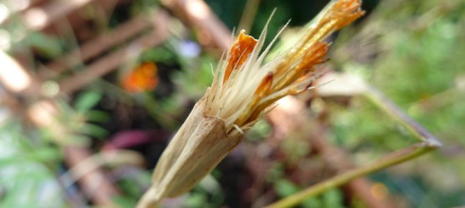 Herbstliches Pflanzen-Quiz: Samenstand Herbstliches Pflanzen-Quiz: Samenstand