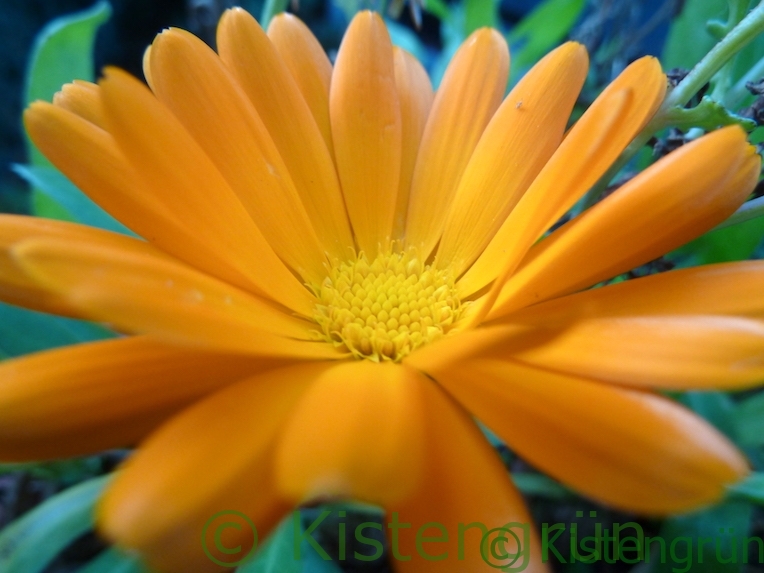 orangefarbene Ringelblumen