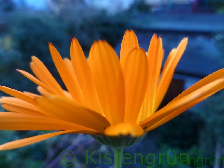 dunkel abgesetzte Spitze einer orange-gelbfarbenen Ringelblume