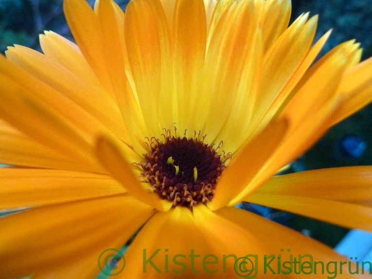 orange-gelbfarbene Ringelblumen