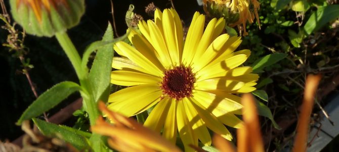 Wenn im November die Ringelblumen blühen… Wenn im November die Ringelblumen blühen…