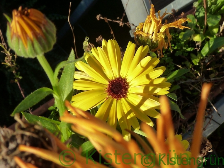 Ringelblumen im Balkonkasten