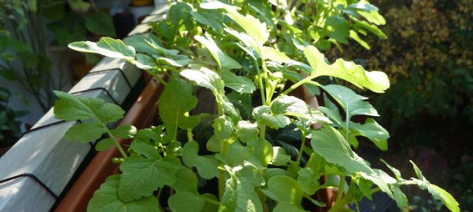 Warum Senf als Gründüngung nicht immer optimal ist Warum Senf als Gründüngung nicht immer optimal ist
