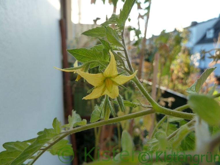 Tomatenblüte