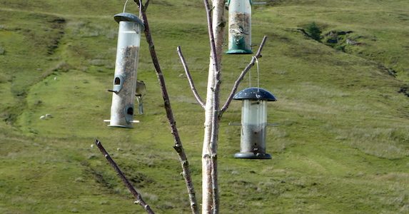Vögel füttern im Winter: Tipps für Futter, Futterhaus und Futterlagerung Vögel füttern im Winter: Tipps für Futter, Futterhaus und Futterlagerung