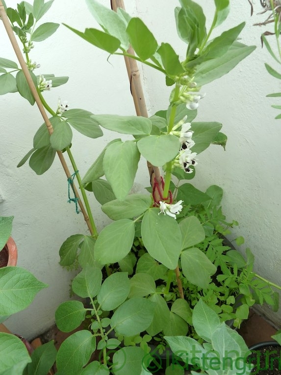Dicke Bohnen Auf Dem Balkon Anbauen Aussaat Pflege Und Ernte