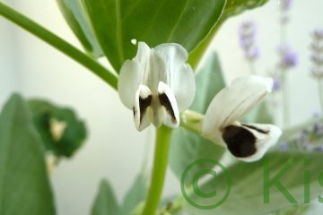 Dicke Bohnen haben schöne Blüten. Die Sorte 'Lüneburger' ist zum Beispiel gefleckt.