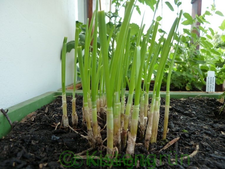 Schnittknoblauch Auf Dem Balkon Anbauen Aussaat Pflege Und Ernte