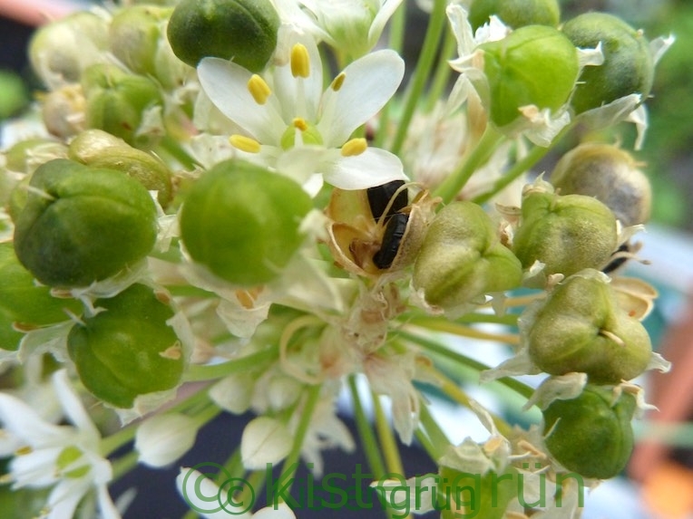 Schnittknoblauch Blüte und Samen