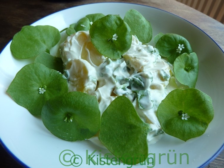 Frühlingskartoffelsalat mit Kräuterquark und Winterpostelein.