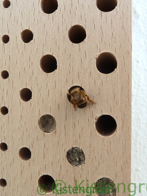 Nisthilfe mit Mauerbiene