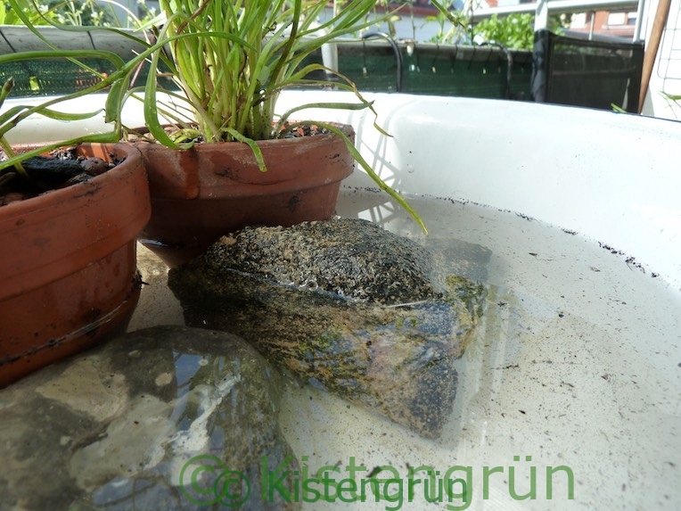 Steine in einem Mini-Teich in einer Schüssel