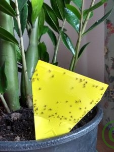 Schwarze Mücken aus der Blumenerde Trauermücken bekämpfen