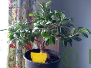 Schwarze Mücken aus der Blumenerde Trauermücken bekämpfen