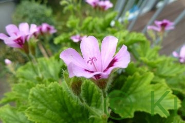 Blüte der Orangen-Geranie, Duftpelargonie