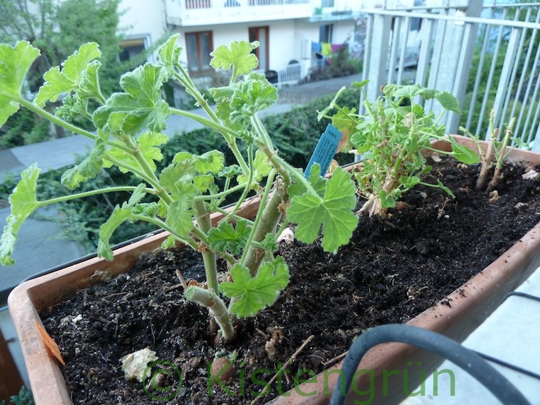 Duftpelargonien richtig schneiden