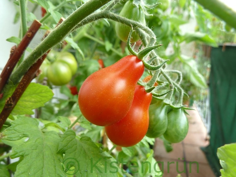 Tomatensorte Sibirisches Birnchen