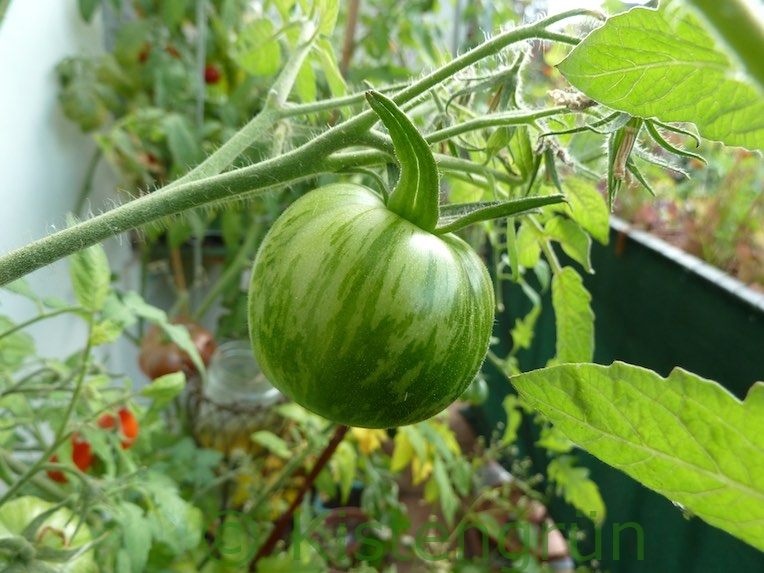 Eine noch grüne Salattomate Green Zebra auf dem Balkon