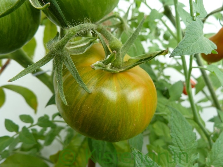 Reife Salattomate Green Zebra auf dem Balkon