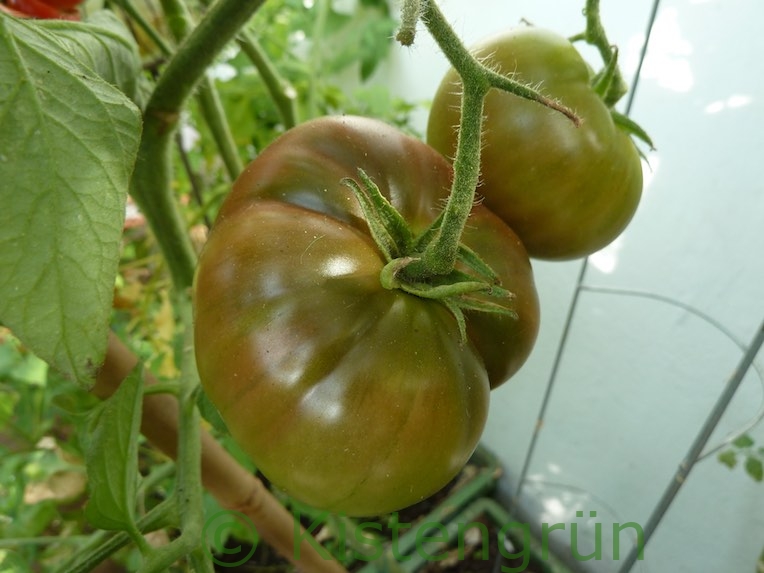 Fleischtomate 'Cherokee' auf dem Balkon