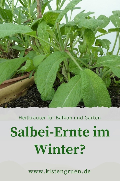 Salbei im Winter ernten