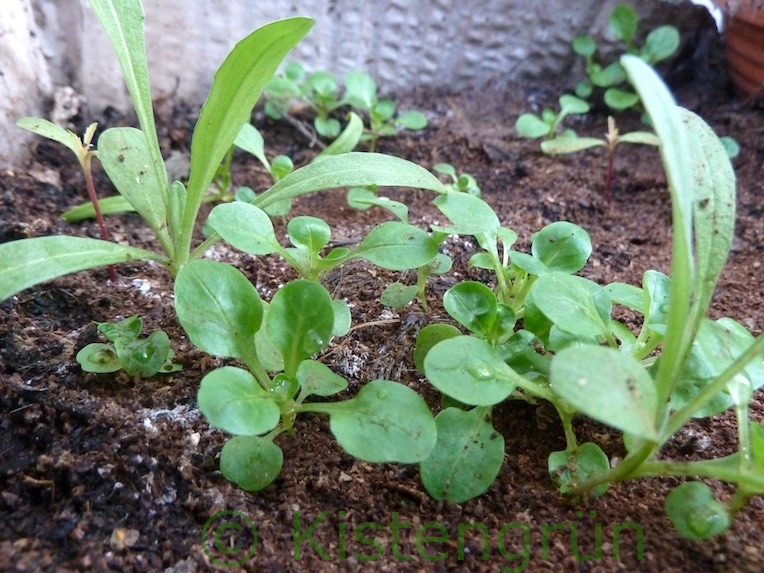 Feldsalat in Kisten anpflanzen