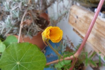 gelbe Kapuzinerkresse Blüte im Januar