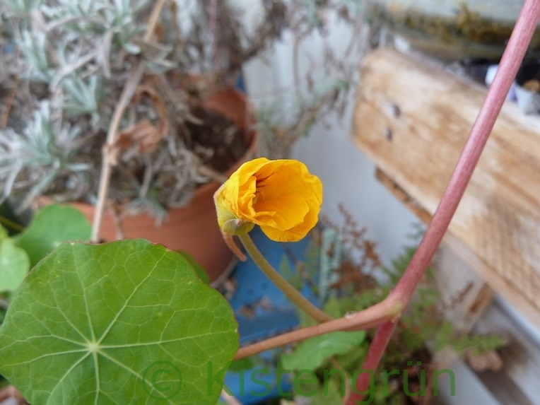 gelbe Kapuzinerkresse Blüte im Januar