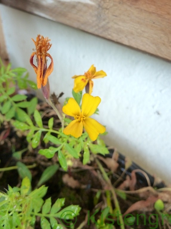 gelbe Tagetes Blüte