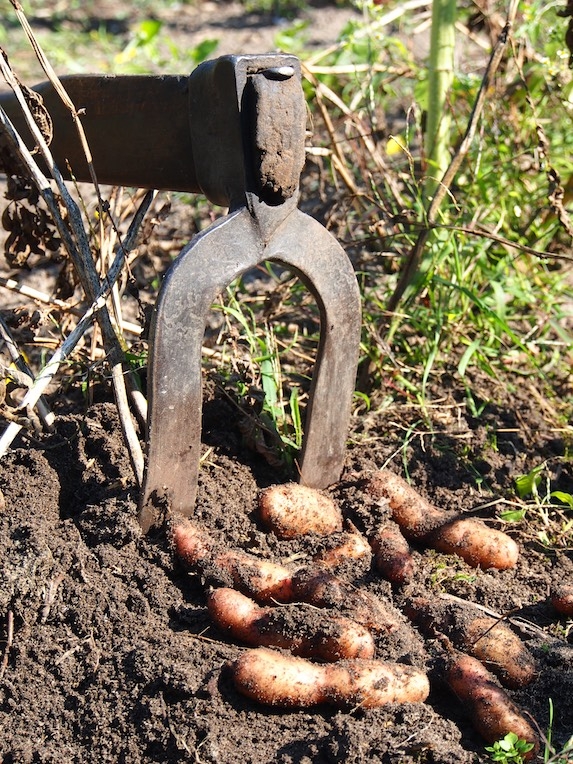 Kartoffeln Bamberger Hörnle Foto Heidi Lorey