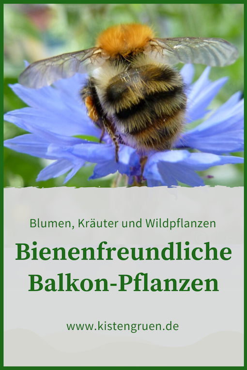 Bienenfreundliche Balkonpflanzen Kistengruen