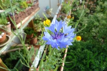 kornblume im Balkon-Garten 2020