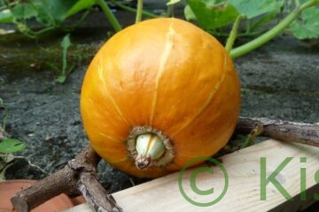 Hokkaido-Kürbis anbauen auf dem Balkon und der Terrasse