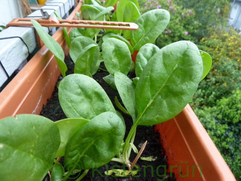 Junger Spinat wächst in einem Balkonkasten auf dem Balkon. Foto: Melanie Öhlenbach / Kistengrün