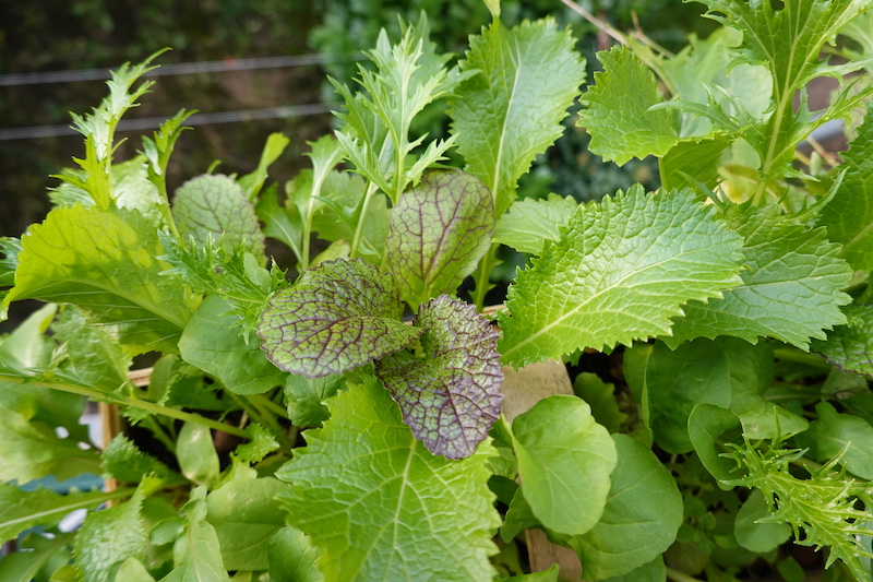 Asia-Salat auf dem Balkon anbauen · Kistengrün