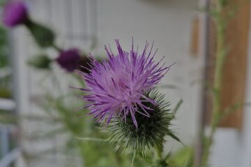 Blühende Kratzdistel aus dem Balkon