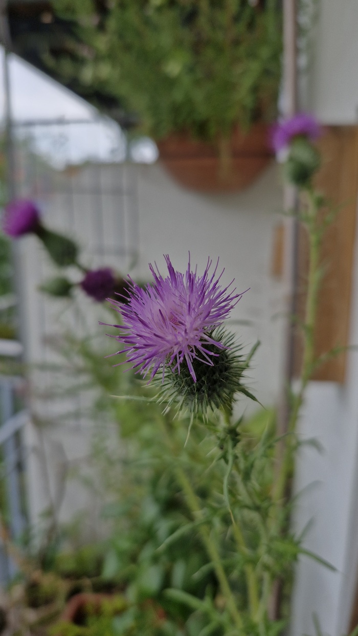 Blühende Kratzdistel aus dem Balkon