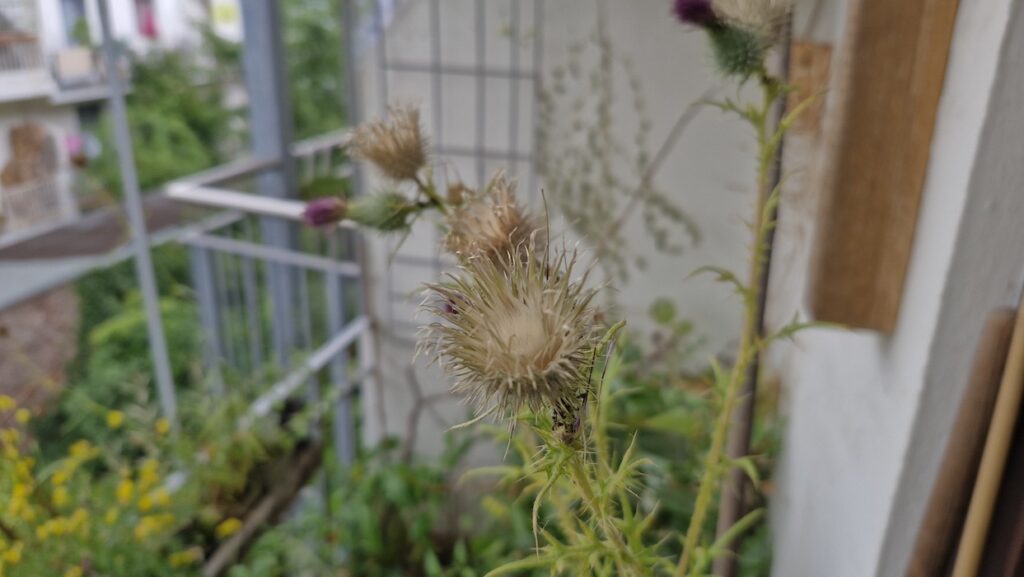Verblühte Kratzdistel aus dem Balkon