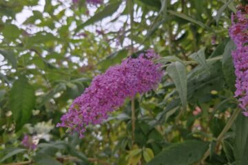 Violetter Sommerflieder