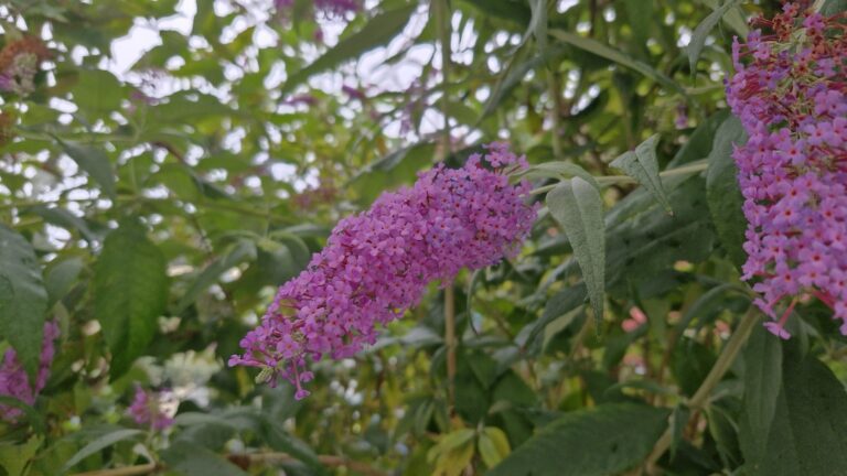 Violetter Sommerflieder