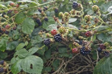 Brombeeren