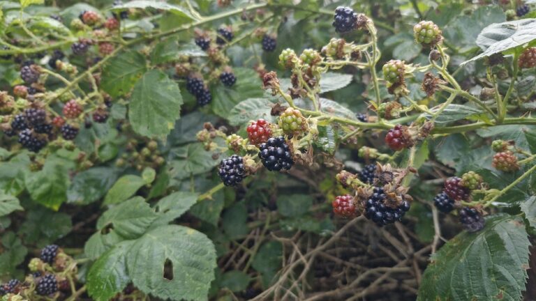 Brombeeren