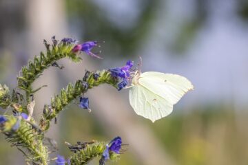 Zitronenfalter Foto-Copyright: Ralf Donat